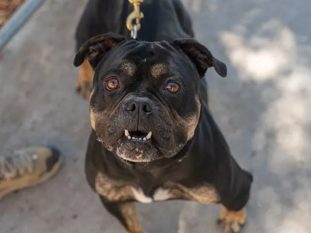 Tyrus