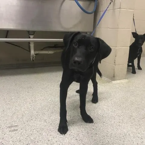 Adoptable Dog