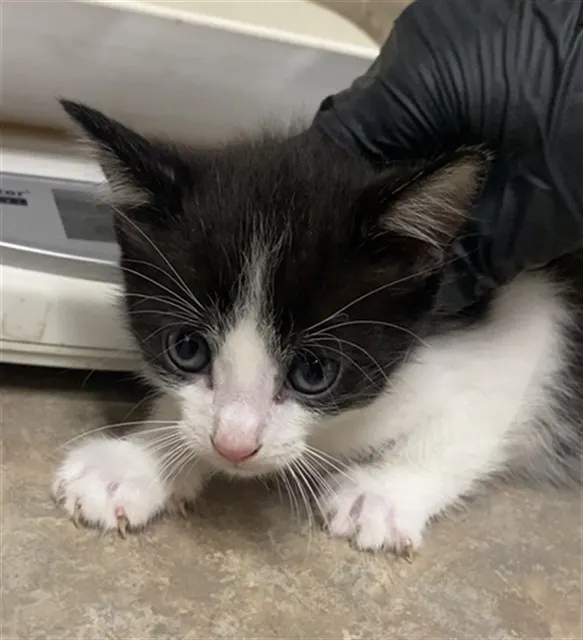 Felix