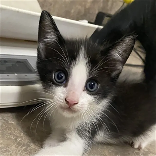 Figaro