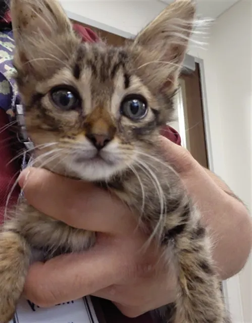 Adoptable Cat