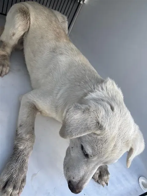 Adoptable Dog