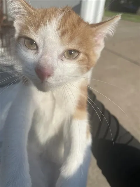 Adoptable Cat