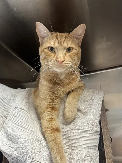 Tinker