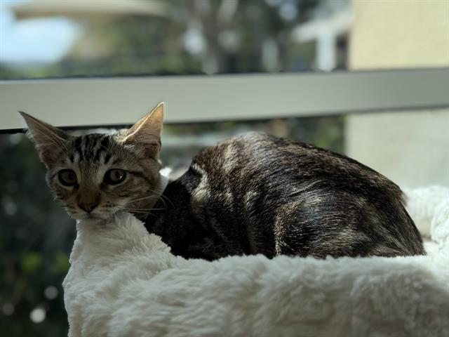 Chestnut