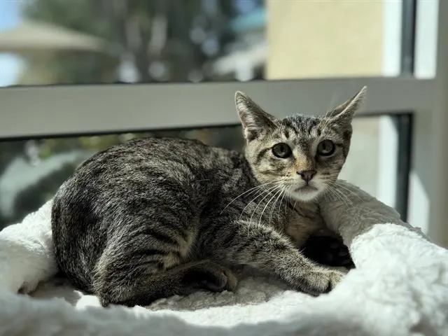 Nutmeg