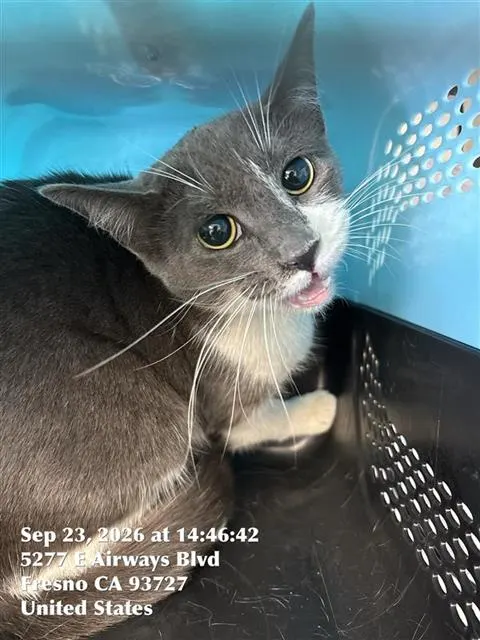 Adoptable Cat