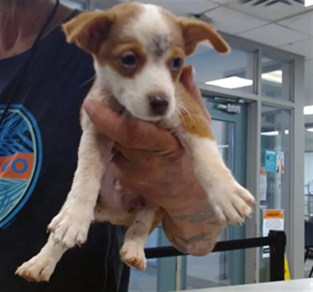 Adoptable Dog