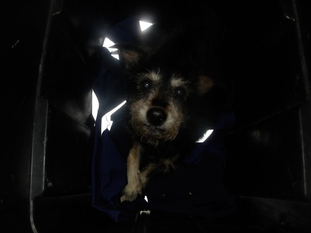 Adoptable Dog