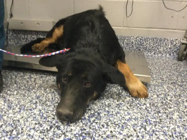 Adoptable Dog