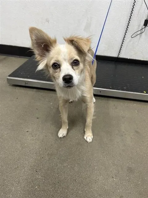 Adoptable Dog