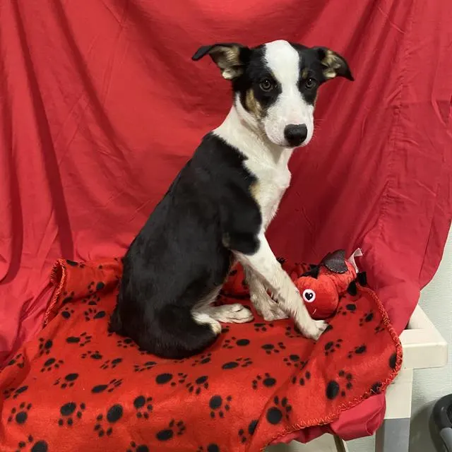 Adoptable Dog