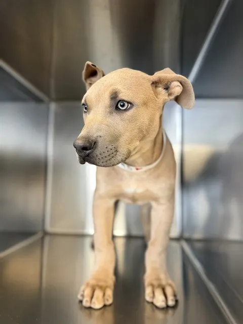 Kara