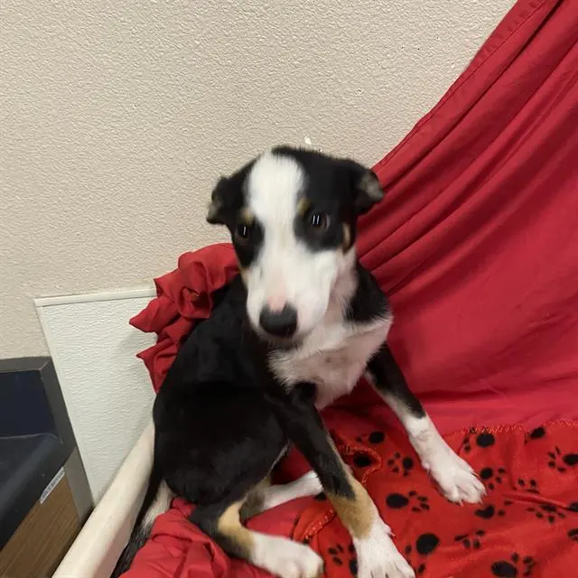 Adoptable Dog