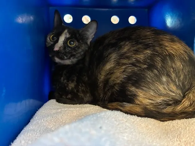 Adoptable Cat