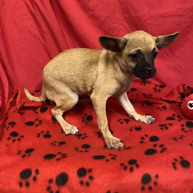 Adoptable Dog