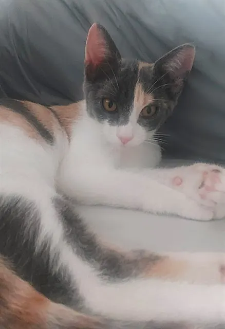 Ella