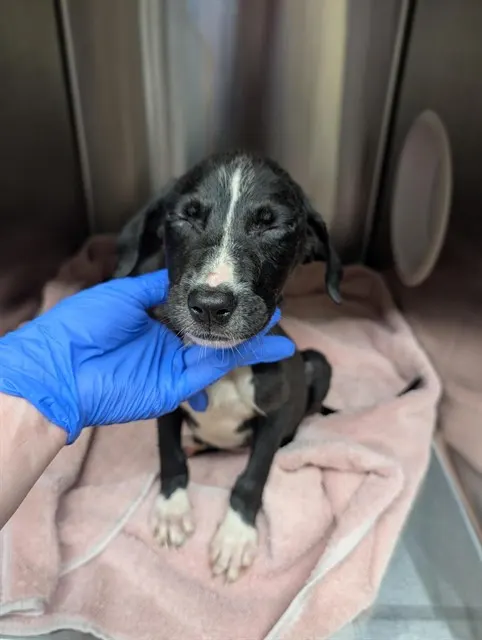 Adoptable Dog
