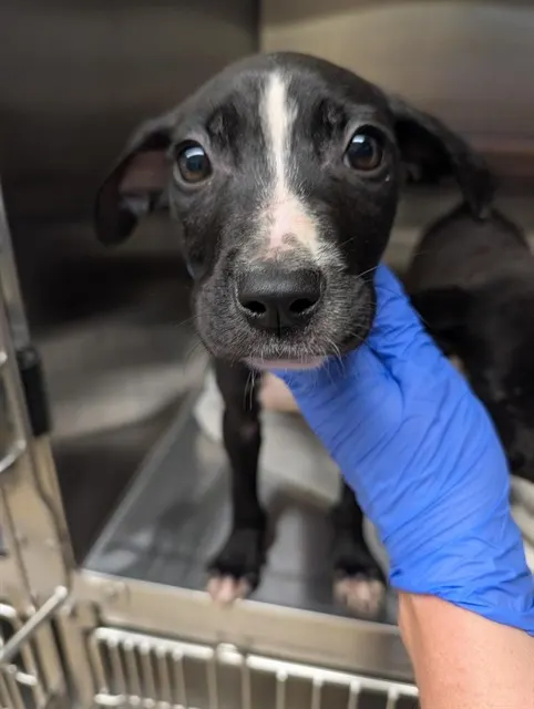 Adoptable Dog