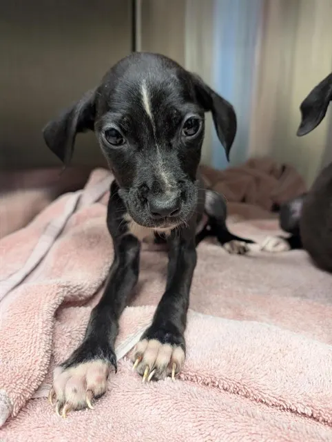 Adoptable Dog