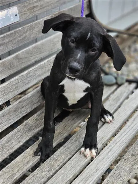 Harper