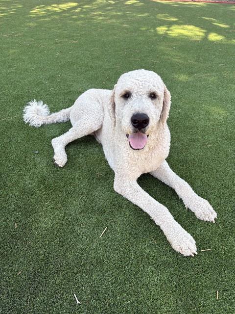 Ringo