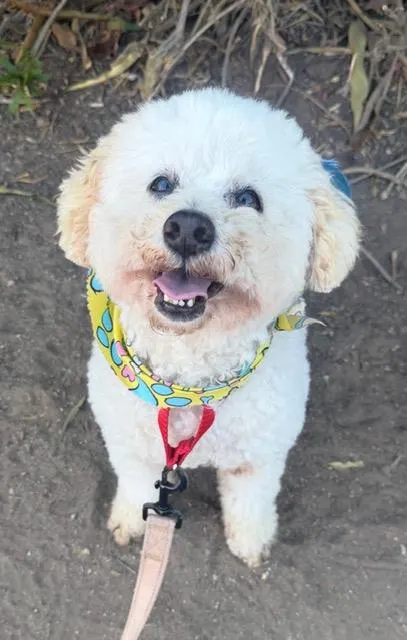 Frankie