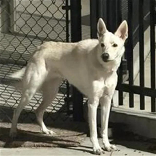 Adoptable Dog
