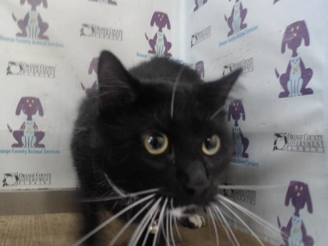 Tux