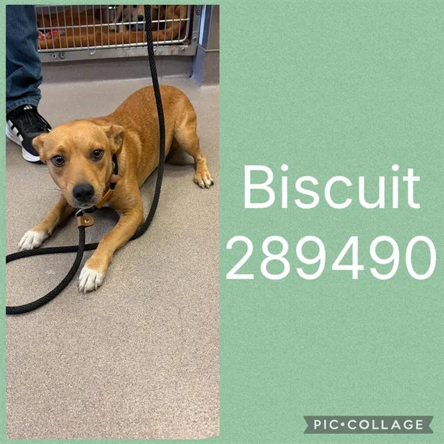 Biscuit