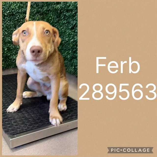 Ferb