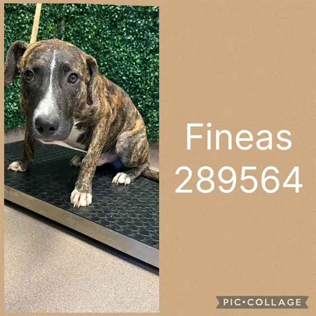 Fineas