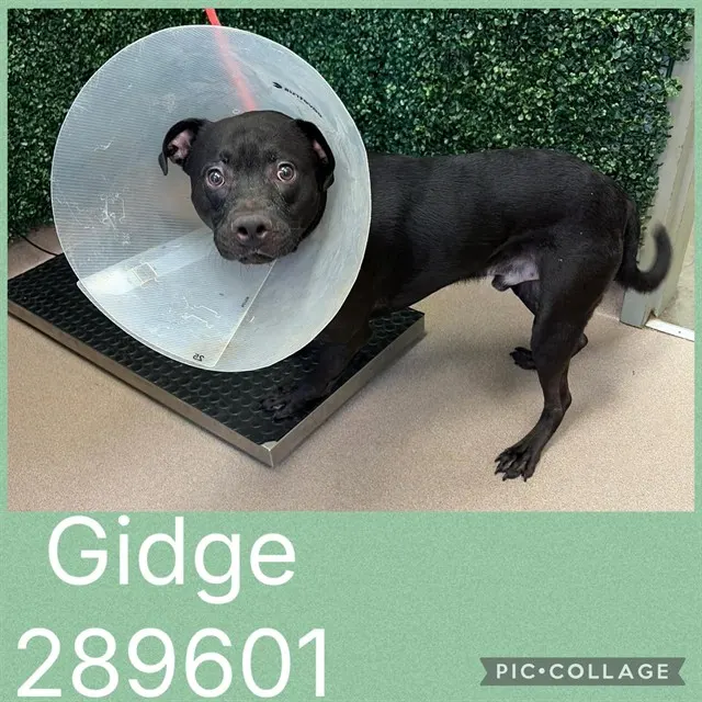 Gidge