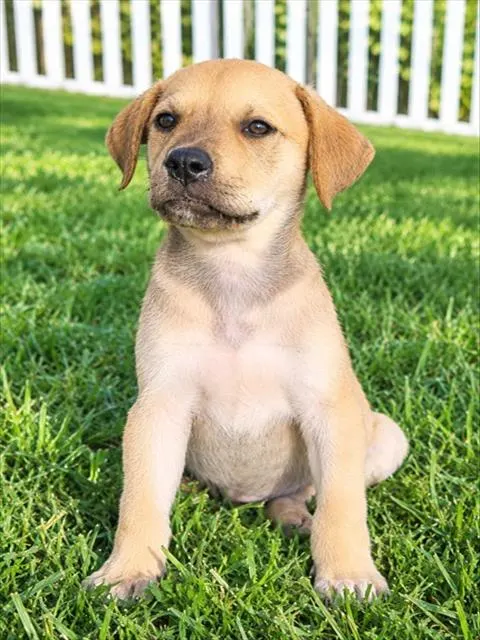 Mac