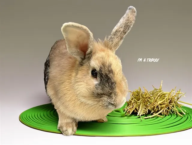 Pogo