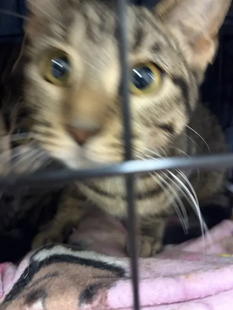 Tigra Jr