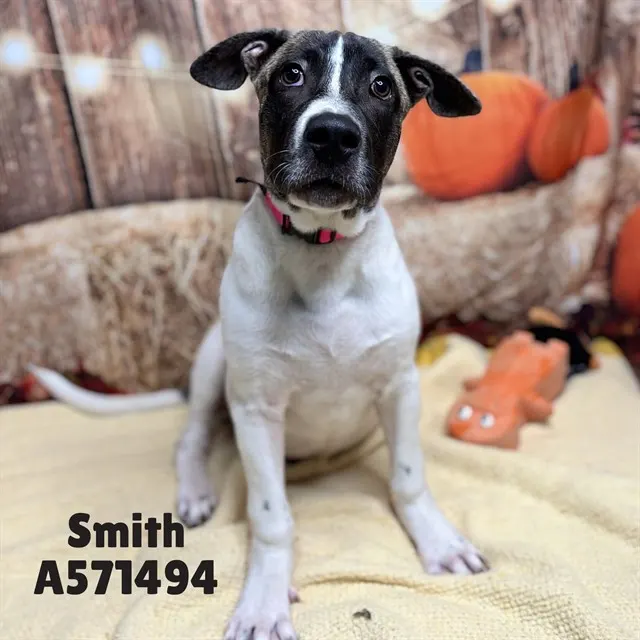 Smith