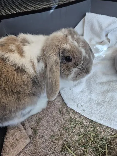 Cinnamin Bun
