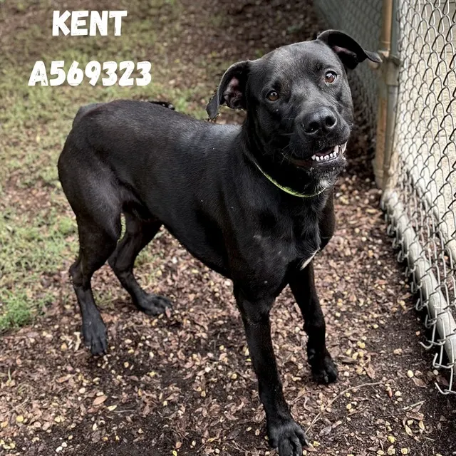 Kent