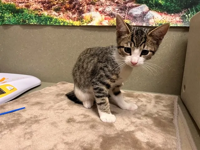 Adoptable Cat