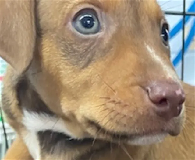 Adoptable Dog