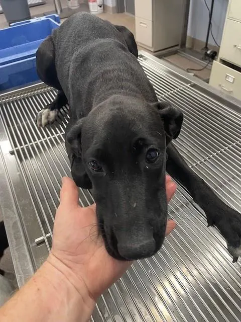 Adoptable Dog