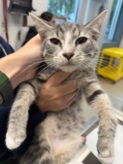 Adoptable Cat