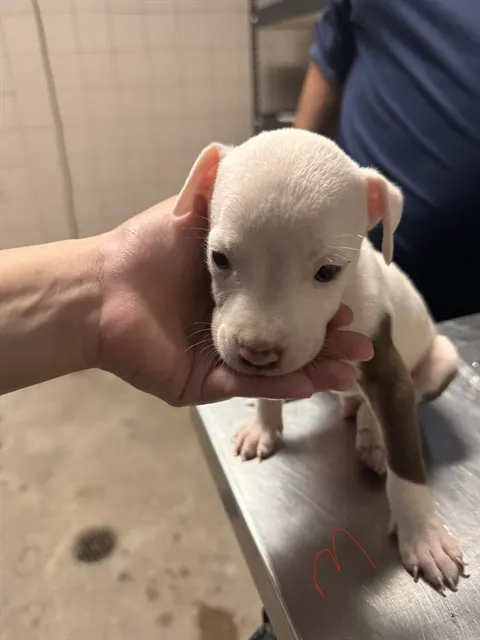 Snowball
