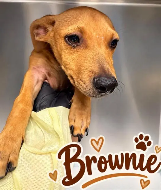 Brownie