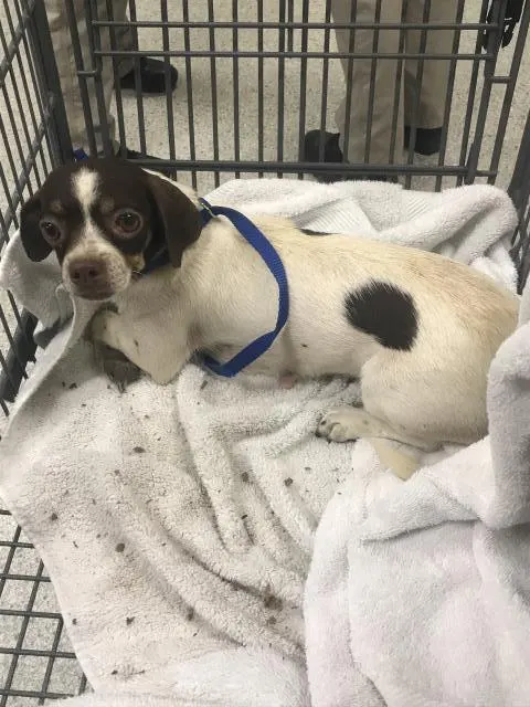 Adoptable Dog