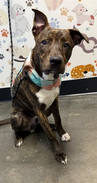 Archie