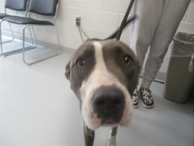 Adoptable Dog