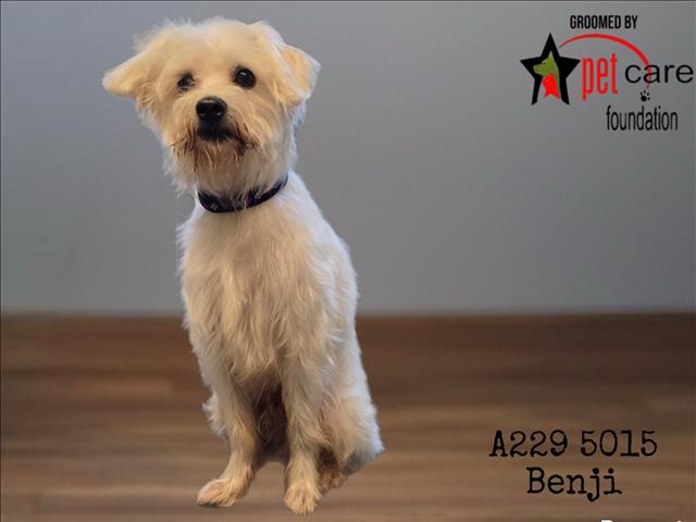 Benji