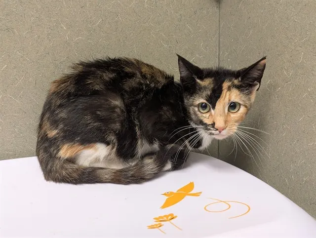 Adoptable Cat